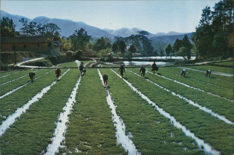 Rice Field where Chairman Mao Used to Work, Shaoshan China