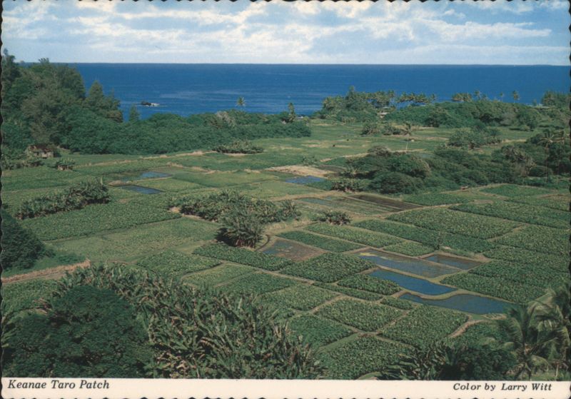 Keanae Taro Patch, Island of Maui Hawaii Larry Witt