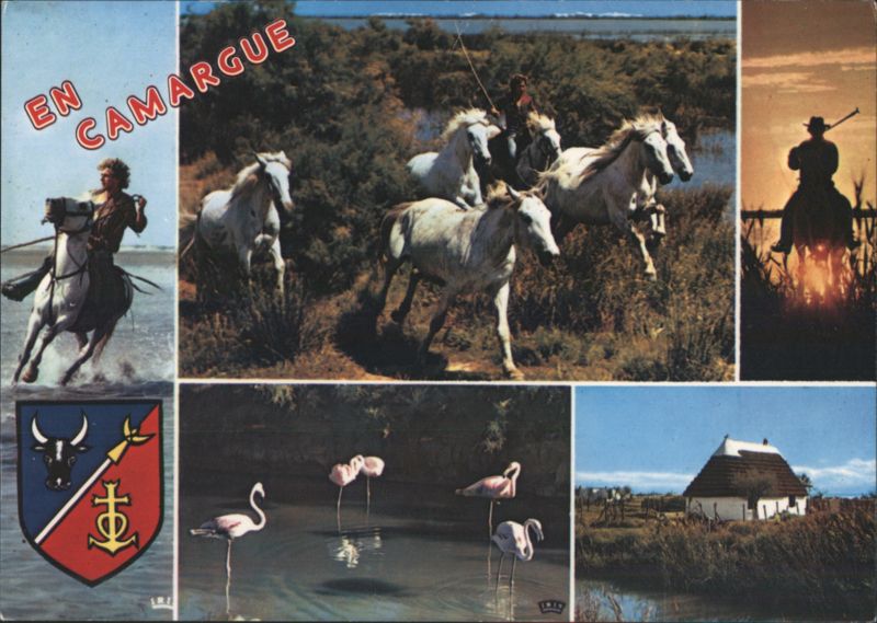 Camargue: Gardians, White Horses, and Flamingos France