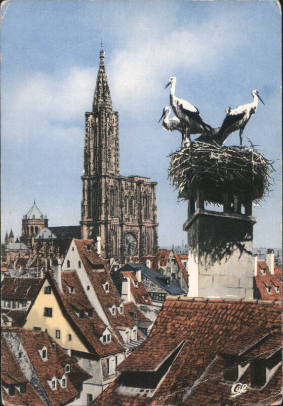 Strasbourg Cathedral Spire and Storks on Chimney, France