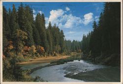 Eel River Winding Through Redwood Forest Postcard