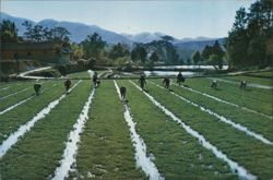 Rice Field where Chairman Mao Used to Work, Shaoshan Postcard