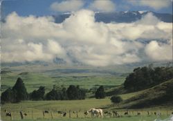 Waimea Pasture with Mauna Kea and Grazing Cattle Postcard