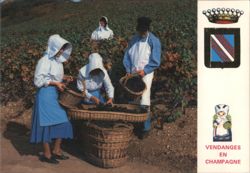 Grape Harvesters in Traditional Attire, Champagne, France Postcard