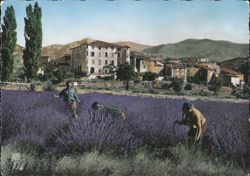Lavender Harvesters in Castellane, Provence Postcard