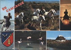 Camargue: Gardians, White Horses, and Flamingos Postcard