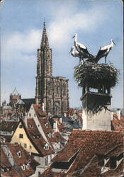 Strasbourg Cathedral Spire and Storks on Chimney, France Postcard