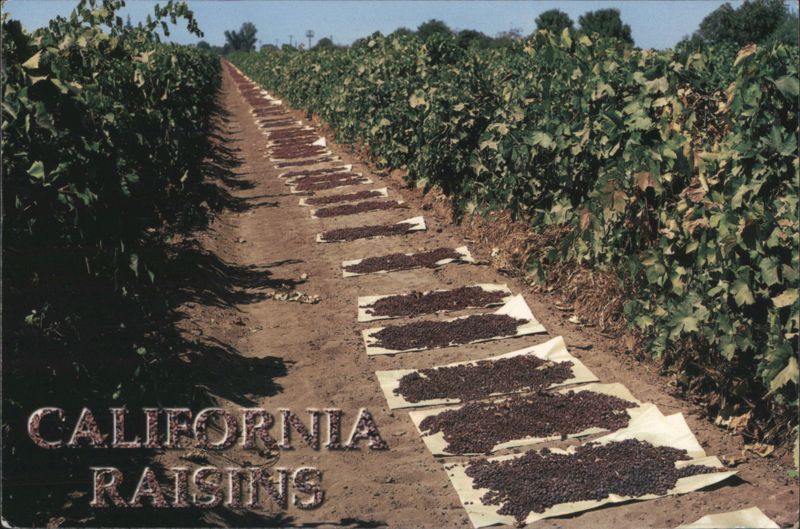 California Raisins Drying in San Joaquin Valley Field