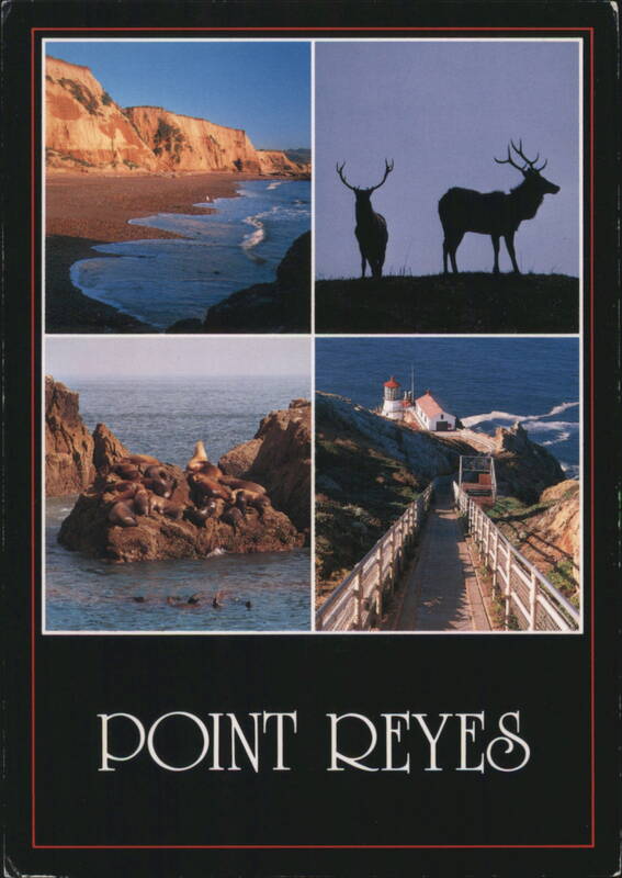 Point Reyes: Sculptured Beach, Tule Elk, Sea Lions, and Lighthouse California