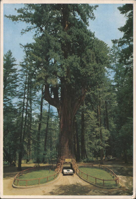 Chandelier Drive-Thru Tree, Leggett, CA California