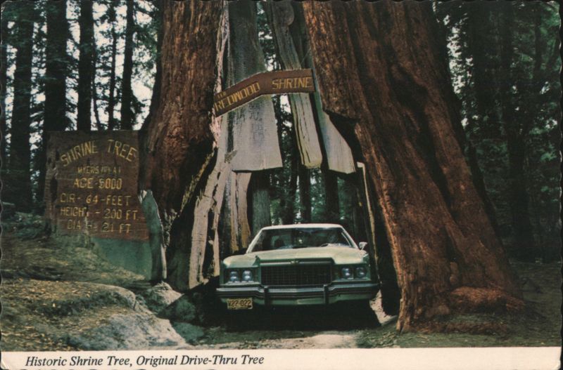 Historic Shrine Tree, Original Drive-Thru Tree with Car Myers Flat California