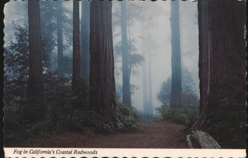Fog in California's Coastal Redwoods