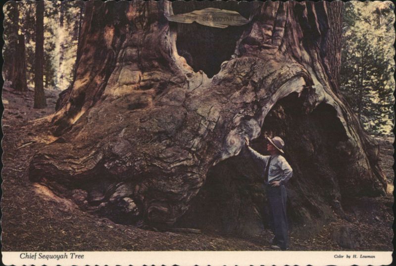Chief Sequoyah Tree, Giant Forest, Sequoia National Park California