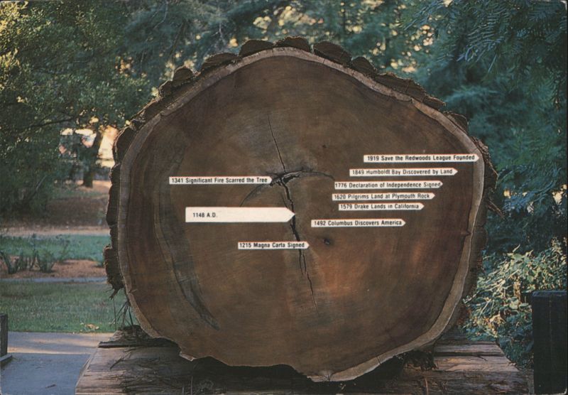 Cross-Section of a Giant Redwood Tree with Historical Timeline California