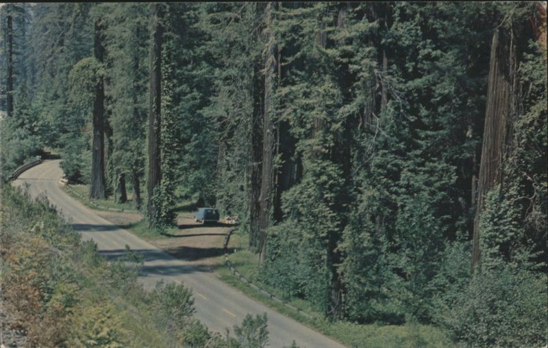 Avenue of the Giants through the Redwoods of California