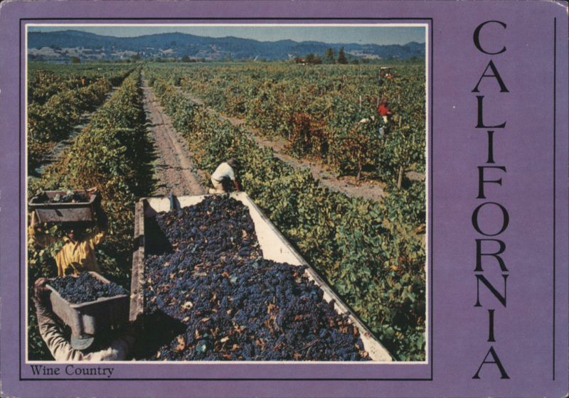 Harvesting Pinot Noir Grapes in California Wine Country