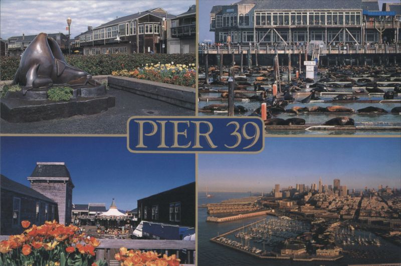 Pier 39, San Francisco with Sea Lions and City Views California