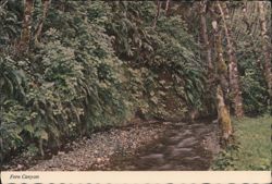 Fern Canyon, Prairie Creek State Park Postcard