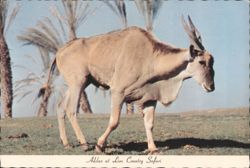 Addax at Lion Country Safari Postcard