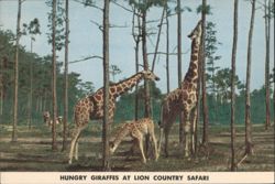 Hungry Giraffes at Lion Country Safari Postcard