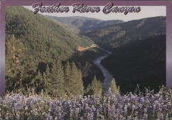 Spring in Feather River Canyon, Northern California Postcard