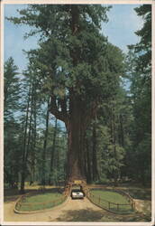 Chandelier Drive-Thru Tree, Leggett, CA Postcard