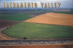 Sacramento Valley Rice Fields Postcard