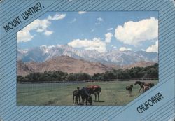 Mount Whitney, California - Horses in Mountain Landscape Postcard