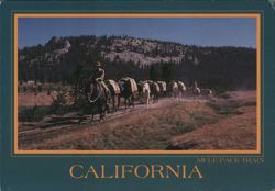 Mule Pack Train, California Postcard