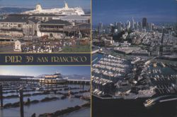 SF Pier 39 Sea Lions Cityscape Continental Chrome Postcard Postcard