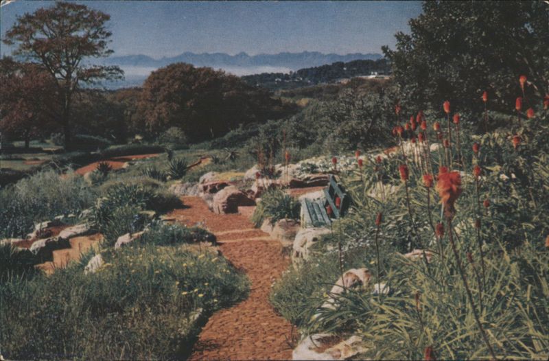 Kirstenbosch Garden Path with Red Hot Pokers Cape Town South Africa