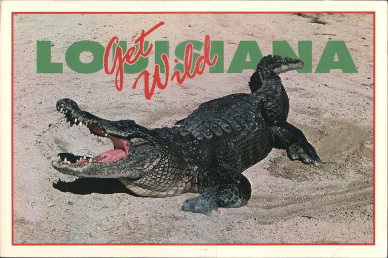 Alligator with 'Get Wild Louisiana' Text New Orleans
