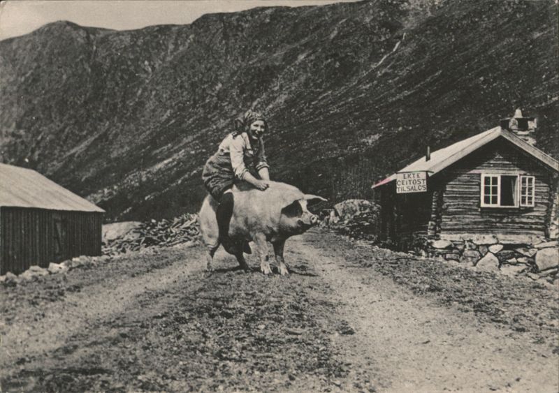 Dairymaid Riding a Pig in Norwegian Mountains Norway