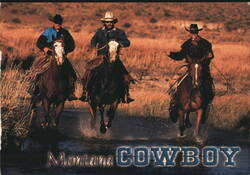 Montana Cowboys Riding Horses Through Water Postcard