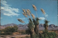 Spanish Bayonet Yucca Plants in Desert Landscape Postcard