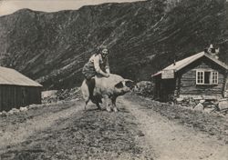 Dairymaid Riding a Pig in Norwegian Mountains Postcard