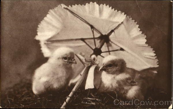 Chicks with Umbrella With Chicks
