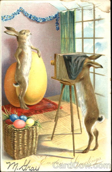 Bunnies Photo Studio With Bunnies