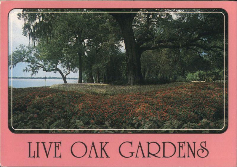 Live Oak Gardens, Cleveland Oak, Jefferson Island Louisiana