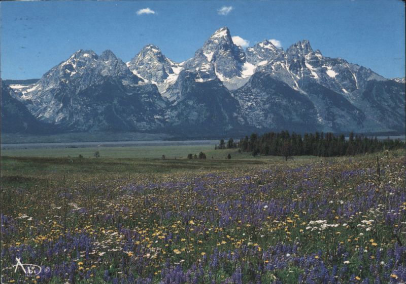 Grand Teton Mountains with Springtime Wildflowers Wyoming