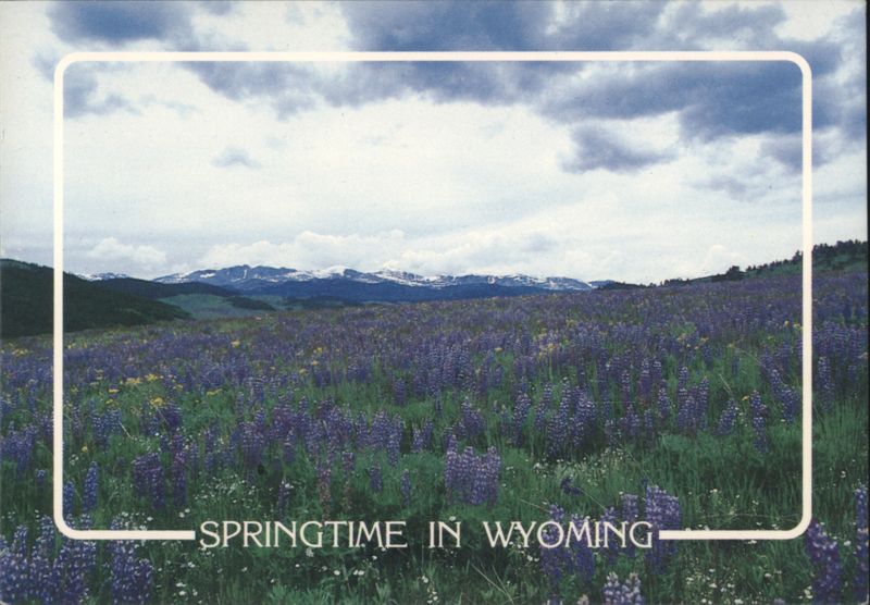 Springtime Wildflowers in Big Horn Mountains, Wyoming