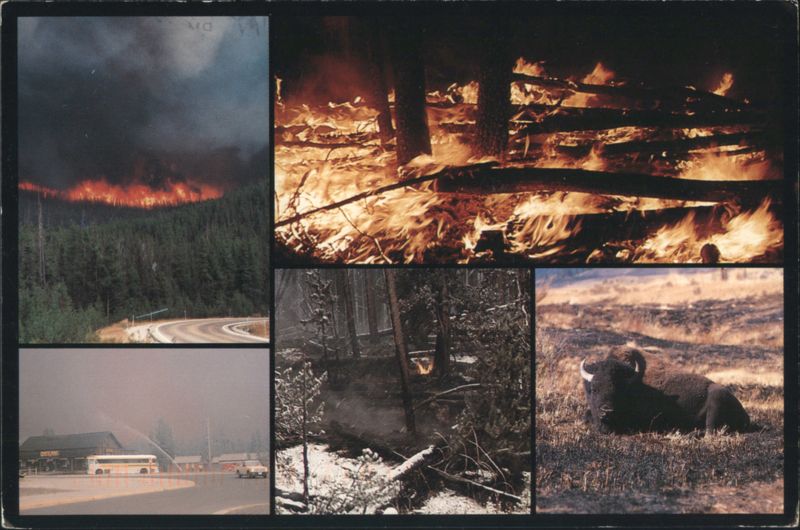 Yellowstone National Park Wildfires 1988 & Bison WY, MT, ID