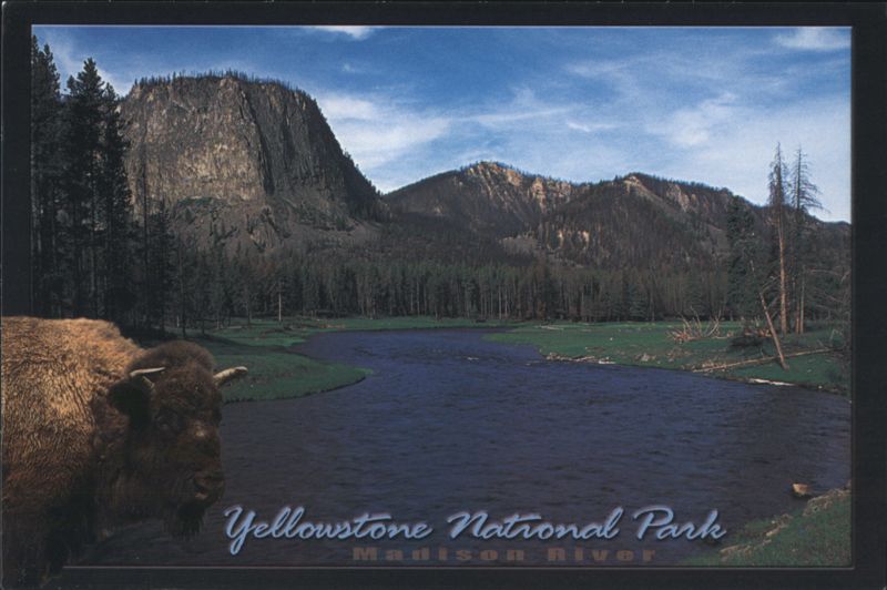 Bison by Madison River, Yellowstone National Park Wyoming
