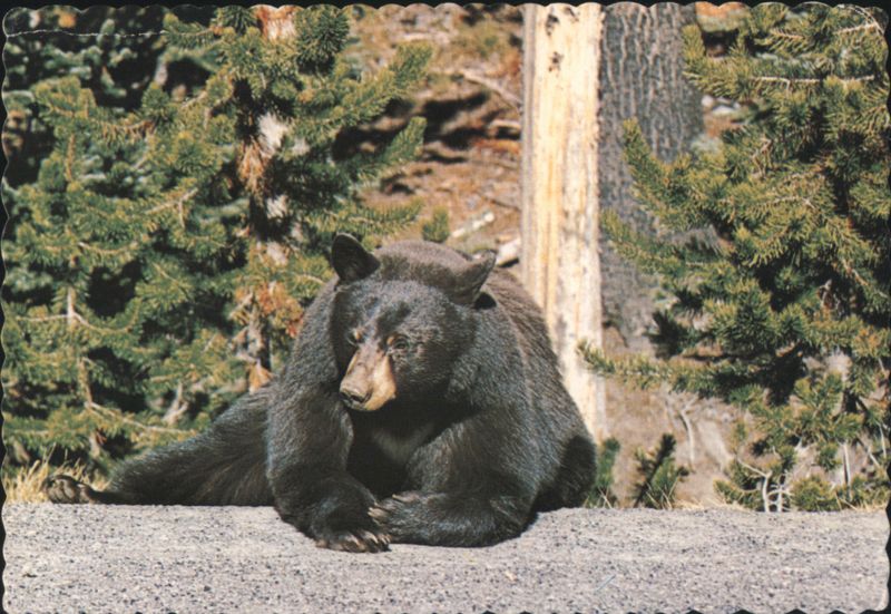 Black Bear in Yellowstone National Park, Wyoming Art Dexter