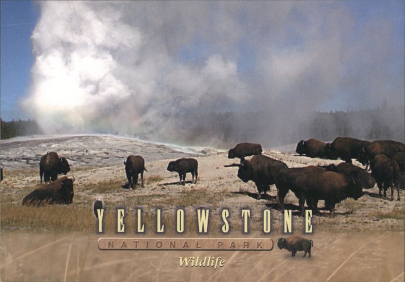 Yellowstone National Park Bison and Geyser Byron Jorjorian