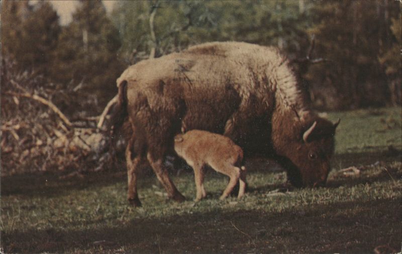 Bison Cow and Calf Grazing in Yellowstone National Park