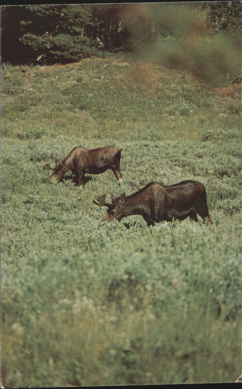 Bull Moose in Yellowstone National Park Montana Dav Donkergoed