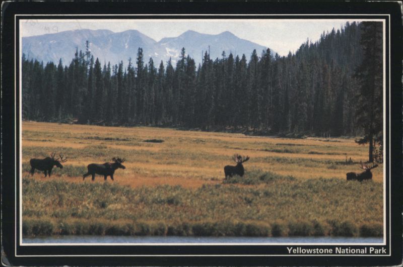 Bull Moose in Meadow, Yellowstone National Park Wyoming