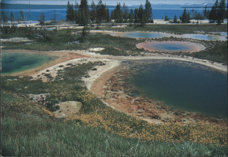 Thumb Paint Pots, Yellowstone National Park D. L. Ray