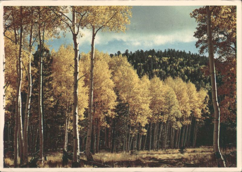 Golden Aspens in Autumn Forest Landscape Glen Wood